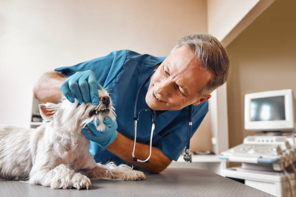 Best Emergency Dental Extractions in Hudson Oaks, TX